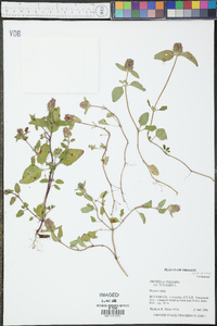 Prunella vulgaris var. vulgaris image