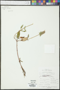 Prunella vulgaris subsp. lanceolata image