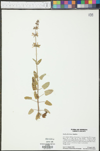 Stachys floridana image