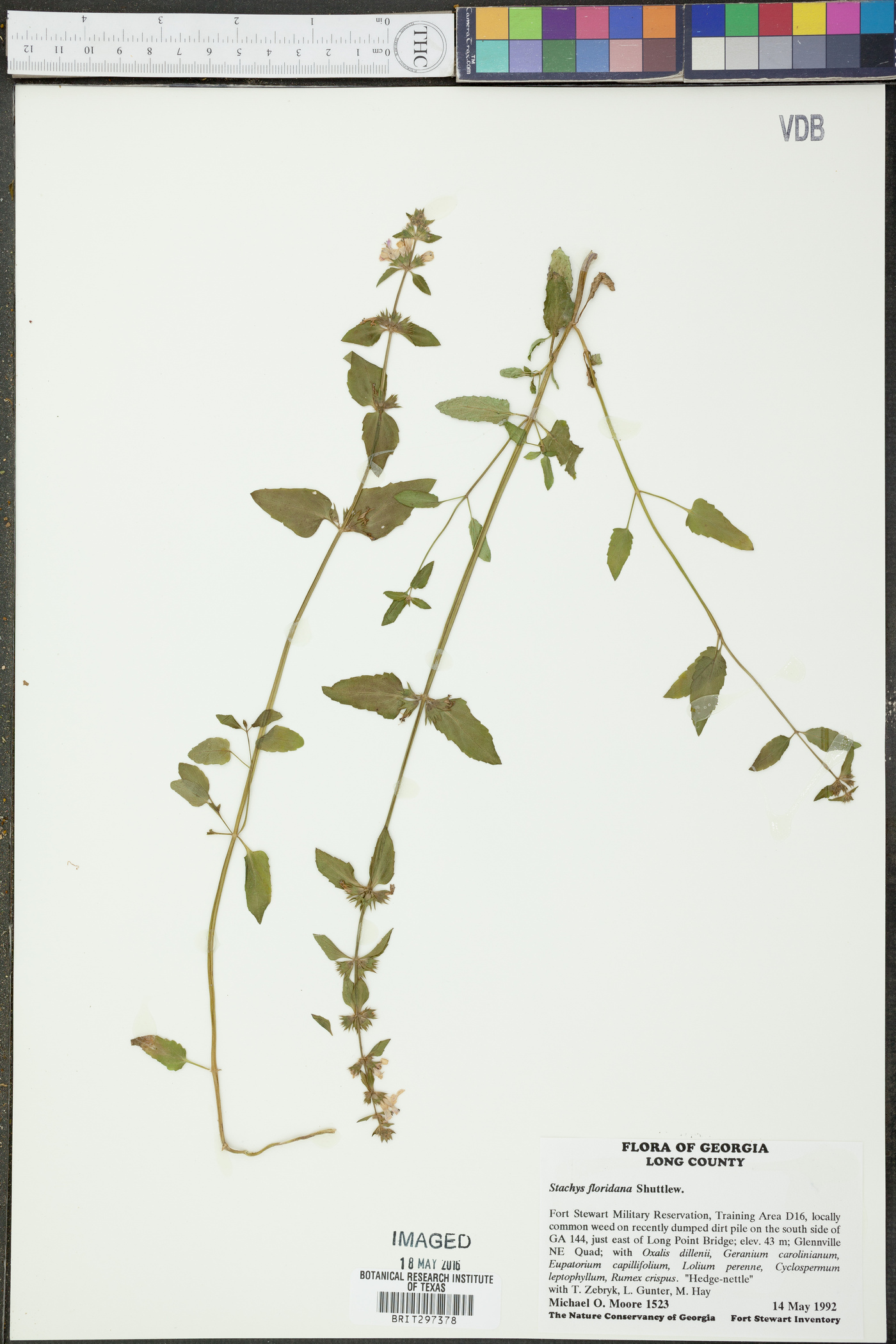 Stachys floridana image