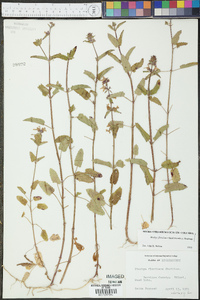 Stachys floridana image