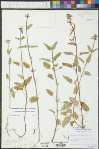 Stachys floridana image