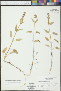 Stachys floridana image