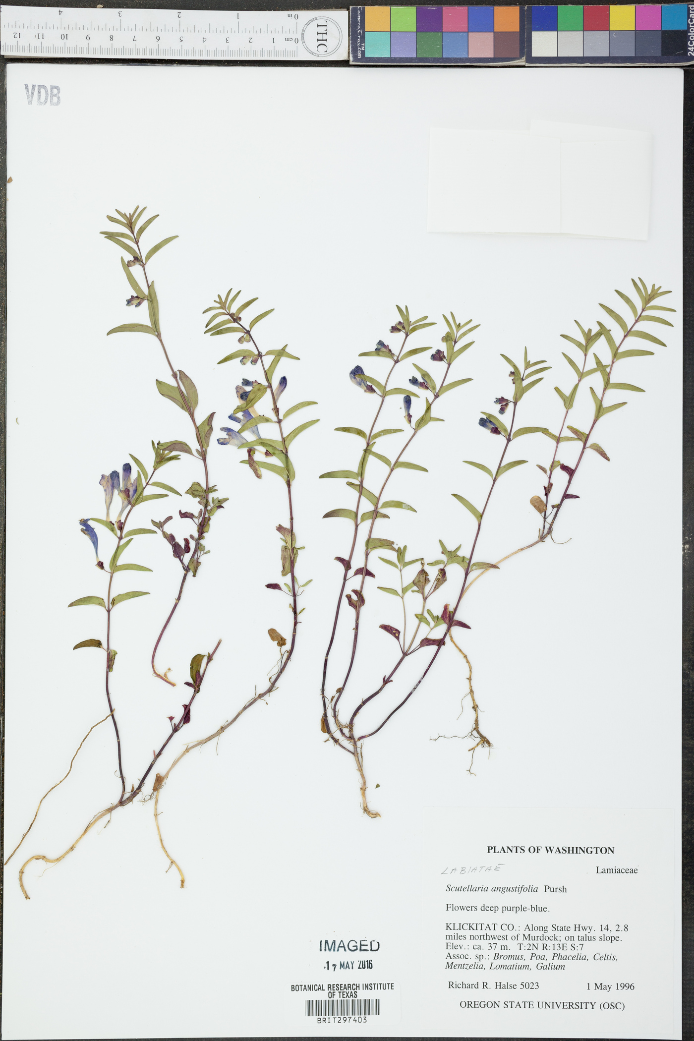 Scutellaria angustifolia image