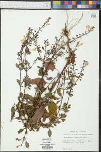 Scutellaria arenicola image