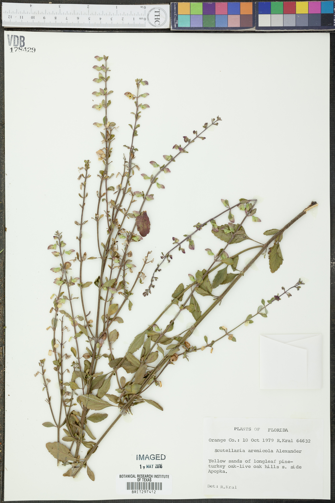 Scutellaria arenicola image