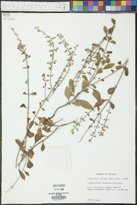 Scutellaria arenicola image