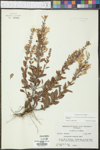 Scutellaria arenicola image