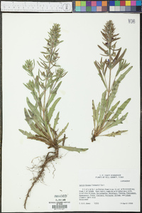 Salvia texana image