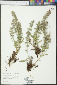 Salvia texana image