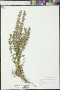 Salvia texana image