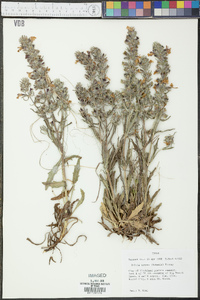 Salvia texana image