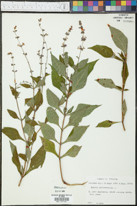 Salvia urticifolia image