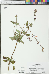 Salvia coccinea image