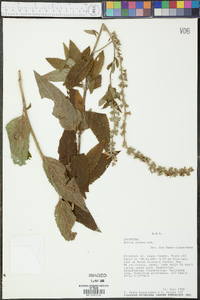 Salvia azurea image