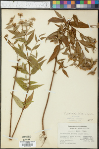 Pycnanthemum verticillatum image