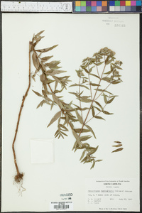 Pycnanthemum verticillatum image