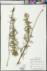 Pycnanthemum virginianum image