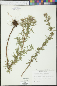 Pycnanthemum virginianum image