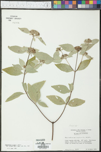 Pycnanthemum loomisii image