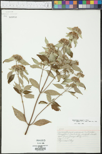 Pycnanthemum loomisii image