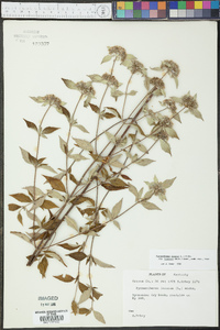 Pycnanthemum loomisii image