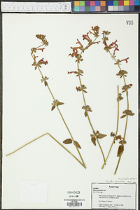 Stachys coccinea image