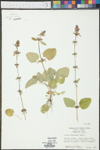 Stachys drummondii image