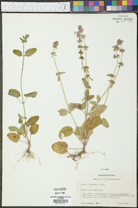 Stachys drummondii image