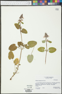 Stachys drummondii image