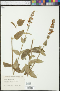 Stachys emersonii image