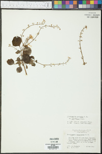 Plectranthus australis image