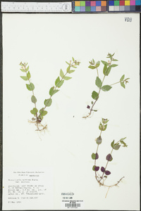 Scutellaria nervosa var. nervosa image