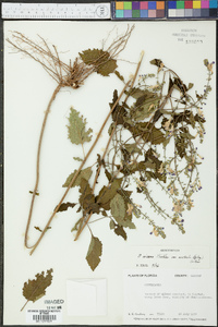 Scutellaria incana var. australis image