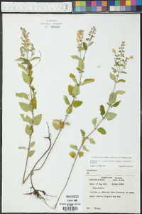 Scutellaria incana var. australis image