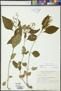 Scutellaria serrata image