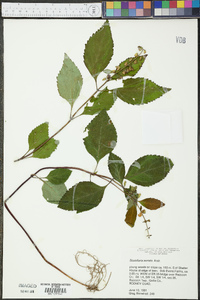 Scutellaria serrata image