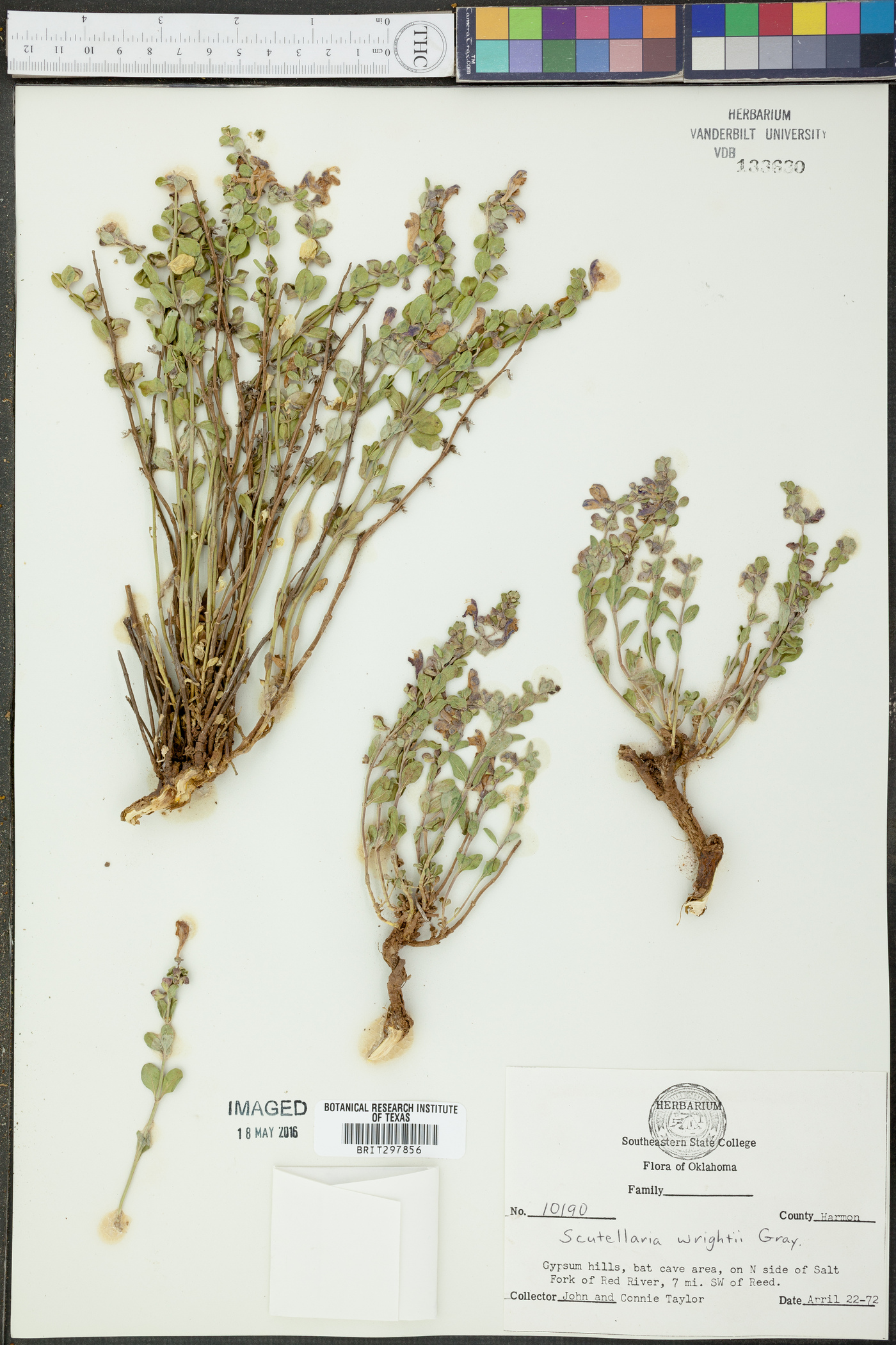 Scutellaria wrightii image