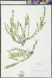 Scutellaria wrightii image