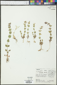 Scutellaria parvula image