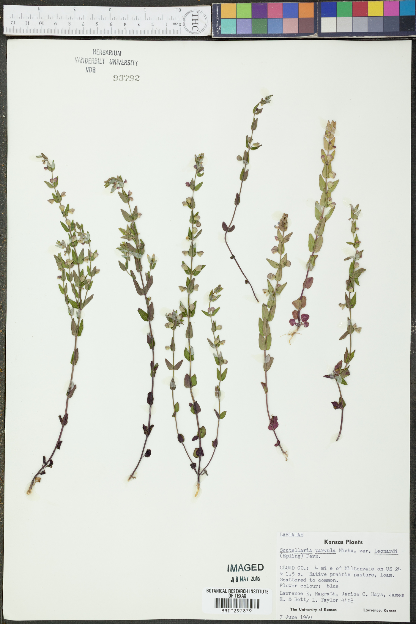 Scutellaria parvula var. leonardi image