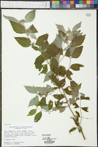 Pycnanthemum pycnanthemoides image