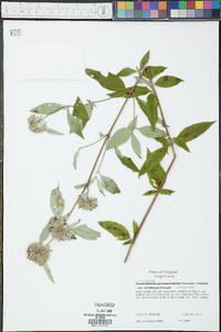 Pycnanthemum pycnanthemoides var. viridifolium image