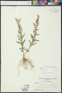 Scutellaria multiglandulosa image