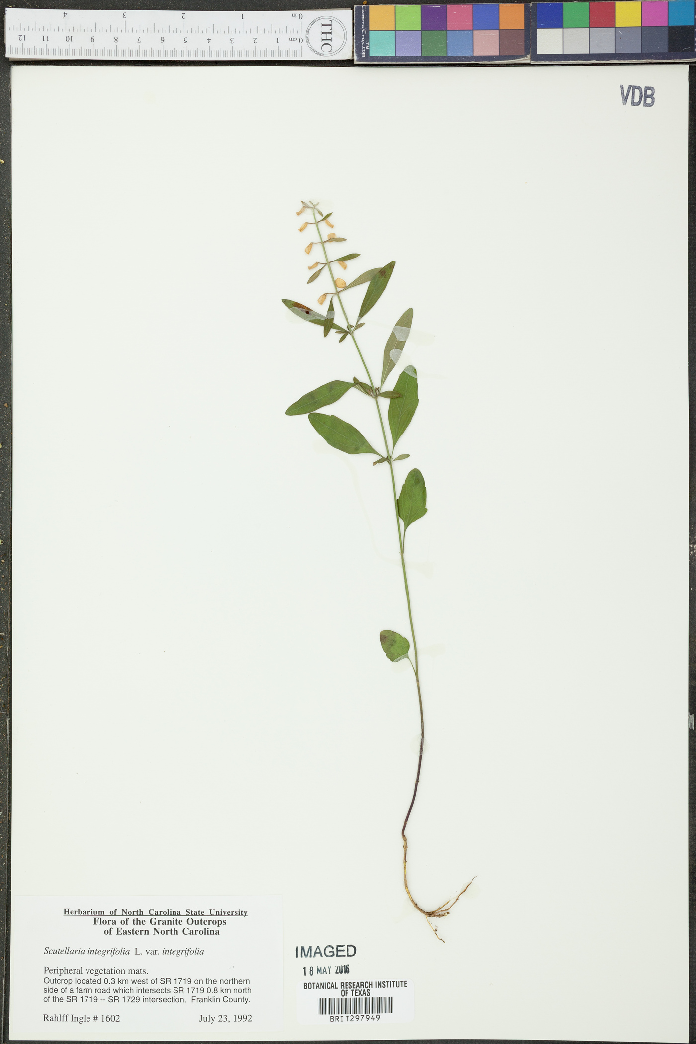 Scutellaria integrifolia var. integrifolia image