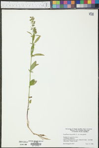 Scutellaria integrifolia var. integrifolia image