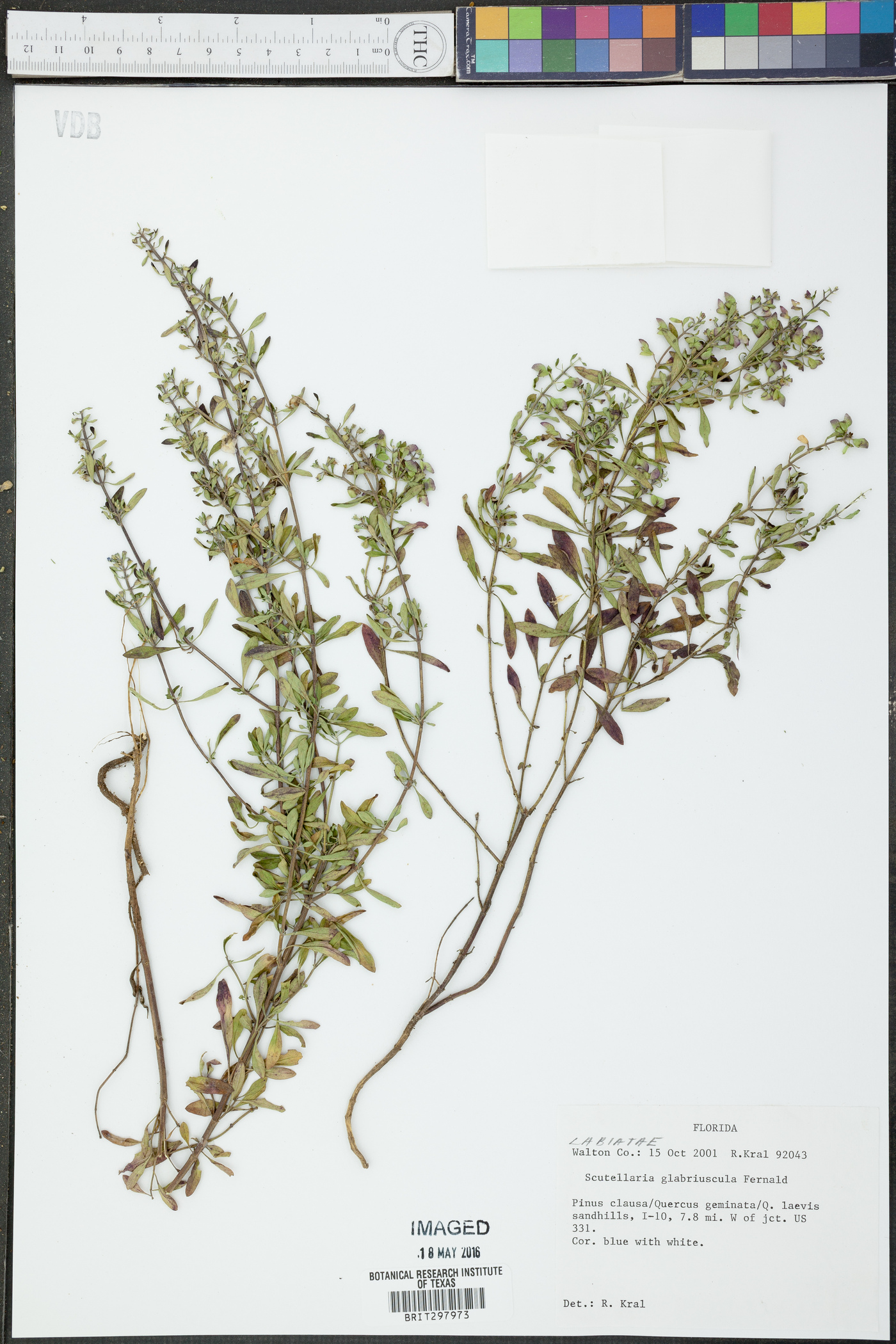 Scutellaria glabriuscula image