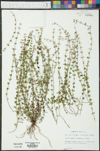 Scutellaria havanensis image