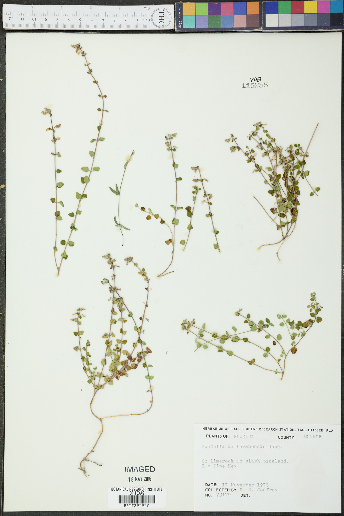Scutellaria havanensis image
