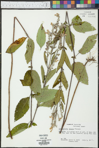 Scutellaria incana image